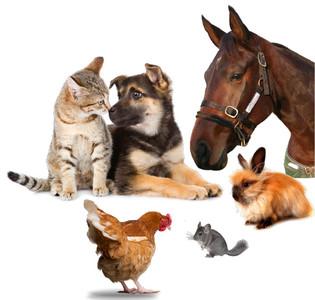 Animalerie Animalerie